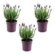 BLOOMIQUE - Lot de 3 - Lavandula Stoechas Anouk - Lavande Papillon - Rustique - Plante balcon - P. 10,5 cm - vignette