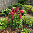 BLOOMIQUE - Lot de 3 - Lupinus Gallery Red - Lupin - Rustique - Vivace - Hauteur 10-20 cm - Pot 9 cm - vignette