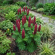 BLOOMIQUE - Lot de 3 - Lupinus Gallery Red - Lupin - Rustique - Vivace - Hauteur 10-20 cm - Pot 9 cm - vignette