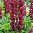 BLOOMIQUE - Lot de 3 - Lupinus Gallery Red - Lupin - Rustique - Vivace - Hauteur 10-20 cm - Pot 9 cm - vignette