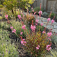 BLOOMIQUE - Lot de 3 - Gaura Lindheimeri 'Siskiyou Pink' - Gaura - Floraison abondante - H. 10-20 cm - P. 9 cm - vignette