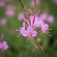 BLOOMIQUE - Lot de 3 - Gaura Lindheimeri 'Siskiyou Pink' - Gaura - Floraison abondante - H. 10-20 cm - P. 9 cm - vignette