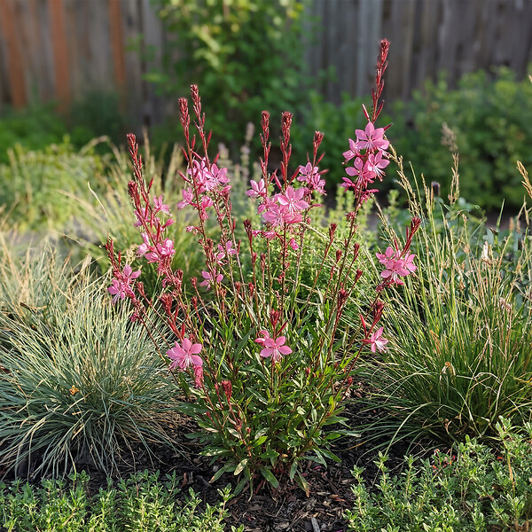 BLOOMIQUE - Lot de 3 - Gaura Lindheimeri 'Siskiyou Pink' - Gaura - Floraison abondante - H. 10-20 cm - P. 9 cm - large