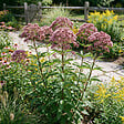 BLOOMIQUE - Lot de 6 - Eupatoire pourpre (Eupatorium purpureum) - Herbe de la reine - H. 10-20 cm - P. 9 cm - vignette