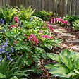BLOOMIQUE - Lot de 6 - Dicentra Spectabilis - Cœur saignant - Floraison abondante - H. 10-20 cm - P. 9 cm - vignette