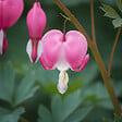 BLOOMIQUE - Lot de 6 - Dicentra Spectabilis - Cœur saignant - Floraison abondante - H. 10-20 cm - P. 9 cm - vignette
