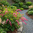 BLOOMIQUE - Lot de 6 - Dicentra Spectabilis - Cœur saignant - Floraison abondante - H. 10-20 cm - P. 9 cm - vignette
