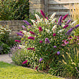 BLOOMIQUE - Buddleja Davidii Tricolor - Fleurs tricolores - Arbre aux papillons - H. 30-40 cm - P. 17 cm - vignette