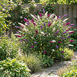 BLOOMIQUE - Buddleja Davidii Tricolor - Fleurs tricolores - Arbre aux papillons - H. 30-40 cm - P. 17 cm - vignette