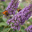 BLOOMIQUE - Buddleja Davidii Tricolor - Fleurs tricolores - Arbre aux papillons - H. 30-40 cm - P. 17 cm - vignette