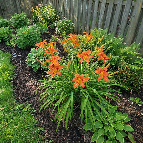 BLOOMIQUE - Lot de 3 - Hemerocallis Sammy Russell - Hémérocalle - Floraison abondante - H. 10-20 cm - P. 9 cm - large