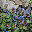 BLOOMIQUE - Lot de 3 - Ceratostigma plumbaginoides - Dentelaire de Chine - H. 10-20 cm - P. 9 cm - vignette