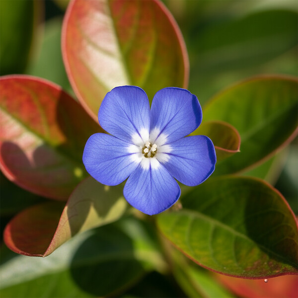 BLOOMIQUE - Lot de 3 - Ceratostigma plumbaginoides - Dentelaire de Chine - H. 10-20 cm - P. 9 cm - large