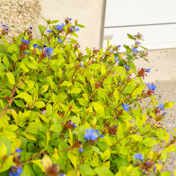 BLOOMIQUE - Lot de 3 - Ceratostigma plumbaginoides - Dentelaire de Chine - H. 10-20 cm - P. 9 cm - large