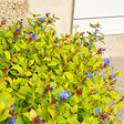 BLOOMIQUE - Lot de 3 - Ceratostigma plumbaginoides - Dentelaire de Chine - H. 10-20 cm - P. 9 cm - vignette