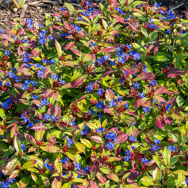 BLOOMIQUE - Lot de 3 - Ceratostigma plumbaginoides - Dentelaire de Chine - H. 10-20 cm - P. 9 cm - large