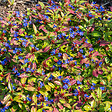 BLOOMIQUE - Lot de 3 - Ceratostigma plumbaginoides - Dentelaire de Chine - H. 10-20 cm - P. 9 cm - vignette