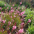 BLOOMIQUE - Lot de 6 - Gaura Lindheimeri 'Siskiyou Pink' - Gaura - Floraison abondante - H. 10-20 cm - P. 9 cm - vignette