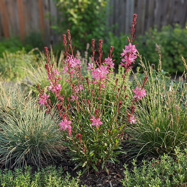 BLOOMIQUE - Lot de 6 - Gaura Lindheimeri 'Siskiyou Pink' - Gaura - Floraison abondante - H. 10-20 cm - P. 9 cm - large