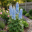 BLOOMIQUE - Lot de 6 - Delphinium M.Fount.Sky Blue - Pied-d'alouette - H. 10-20 cm - P. 9 cm - vignette
