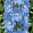 BLOOMIQUE - Lot de 6 - Delphinium M.Fount.Sky Blue - Pied-d'alouette - H. 10-20 cm - P. 9 cm - vignette