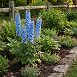 BLOOMIQUE - Lot de 6 - Delphinium M.Fount.Sky Blue - Pied-d'alouette - H. 10-20 cm - P. 9 cm - vignette