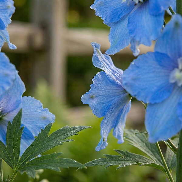 BLOOMIQUE - Lot de 6 - Delphinium M.Fount.Sky Blue - Pied-d'alouette - H. 10-20 cm - P. 9 cm - large