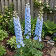 BLOOMIQUE - Lot de 6 - Delphinium M.Fount.Sky Blue - Pied-d'alouette - H. 10-20 cm - P. 9 cm - vignette