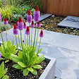 BLOOMIQUE - Lot de 3 - Primula Vialii - Primevère orchidée - Floraison abondante - H. 10-20 cm - P. 9 cm - vignette