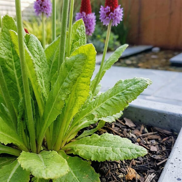 BLOOMIQUE - Lot de 3 - Primula Vialii - Primevère orchidée - Floraison abondante - H. 10-20 cm - P. 9 cm - large