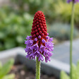 BLOOMIQUE - Lot de 3 - Primula Vialii - Primevère orchidée - Floraison abondante - H. 10-20 cm - P. 9 cm - vignette
