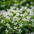 BLOOMIQUE - Lot de 3 - Galium odoratum - Aspérule odorante - Floraison abondante - H. 10-20 cm - P. 9 cm - vignette