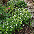 BLOOMIQUE - Lot de 3 - Galium odoratum - Aspérule odorante - Floraison abondante - H. 10-20 cm - P. 9 cm - vignette