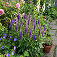 BLOOMIQUE - Lot de 6 - Véronique en épi - Vivace rustique - Mellifère - Plante de Jardin - P. 9 cm - vignette