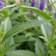 BLOOMIQUE - Lot de 6 - Véronique en épi - Vivace rustique - Mellifère - Plante de Jardin - P. 9 cm - vignette