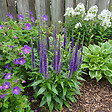 BLOOMIQUE - Lot de 6 - Véronique en épi - Vivace rustique - Mellifère - Plante de Jardin - P. 9 cm - vignette