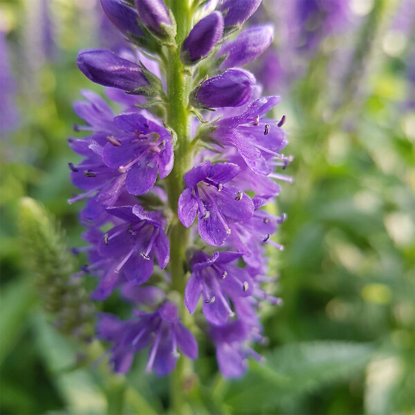 BLOOMIQUE - Lot de 6 - Véronique en épi - Vivace rustique - Mellifère - Plante de Jardin - P. 9 cm - large