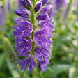 BLOOMIQUE - Lot de 6 - Véronique en épi - Vivace rustique - Mellifère - Plante de Jardin - P. 9 cm - vignette