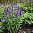 BLOOMIQUE - Lot de 6 - Véronique en épi - Vivace rustique - Mellifère - Plante de Jardin - P. 9 cm - vignette