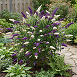 BLOOMIQUE - Buddleja Davidii Duo Violet et Blanc - Arbre aux papillons - H. 30-40 cm - P. 17 cm - vignette