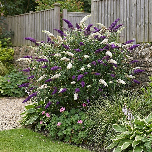 BLOOMIQUE - Buddleja Davidii Duo Violet et Blanc - Arbre aux papillons - H. 30-40 cm - P. 17 cm - large