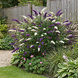 BLOOMIQUE - Buddleja Davidii Duo Violet et Blanc - Arbre aux papillons - H. 30-40 cm - P. 17 cm - vignette