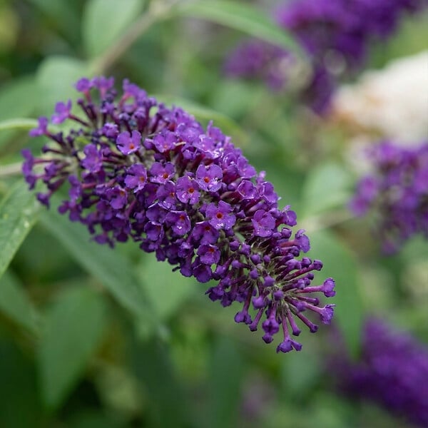 BLOOMIQUE - Buddleja Davidii Duo Violet et Blanc - Arbre aux papillons - H. 30-40 cm - P. 17 cm - large