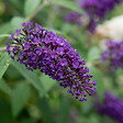 BLOOMIQUE - Buddleja Davidii Duo Violet et Blanc - Arbre aux papillons - H. 30-40 cm - P. 17 cm - vignette