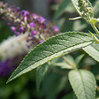 BLOOMIQUE - Buddleja Davidii Duo Violet et Blanc - Arbre aux papillons - H. 30-40 cm - P. 17 cm - vignette
