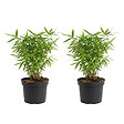 BLOOMIQUE - Lot de 2 - Fargesia Rufa - Plante bambou - Non envahissante - Rustique - Persistante - P. 14 cm - vignette