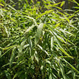 BLOOMIQUE - Lot de 2 - Fargesia Rufa - Plante bambou - Non envahissante - Rustique - Persistante - P. 14 cm - vignette