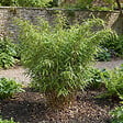 BLOOMIQUE - Lot de 2 - Fargesia Rufa - Plante bambou - Non envahissante - Rustique - Persistante - P. 14 cm - vignette