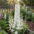 BLOOMIQUE - Lot de 3 - Delphinium Magic Fountains Pure White - Pied-d'alouette - H. 10-20 cm - P. 9 cm - vignette