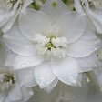 BLOOMIQUE - Lot de 3 - Delphinium Magic Fountains Pure White - Pied-d'alouette - H. 10-20 cm - P. 9 cm - vignette